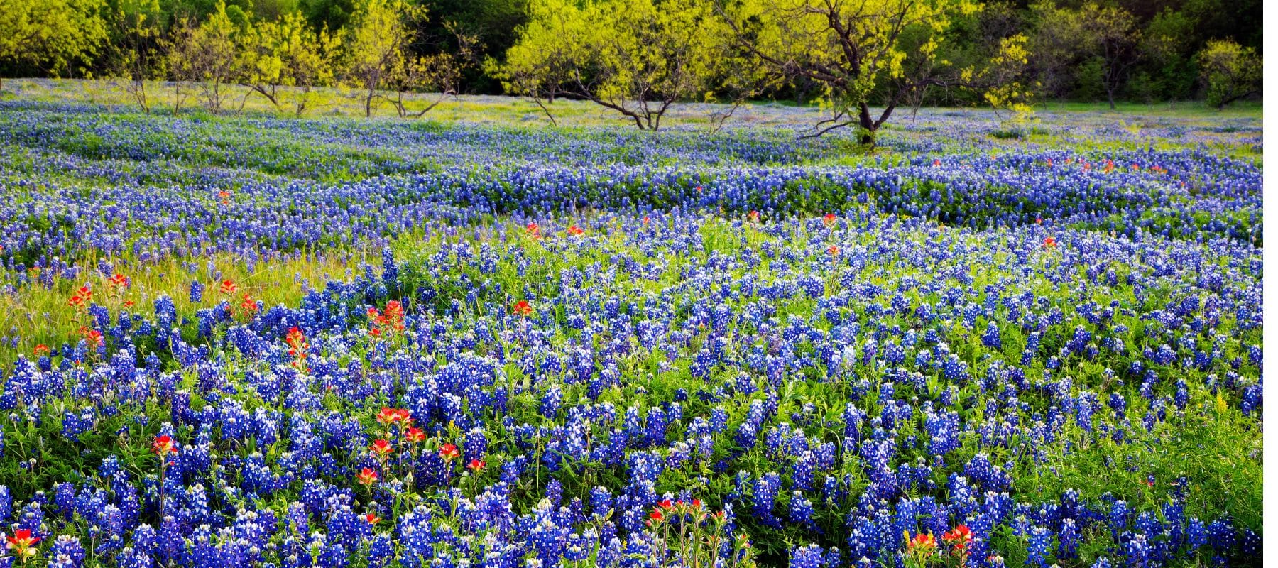 field of bluebonnets and green trees
