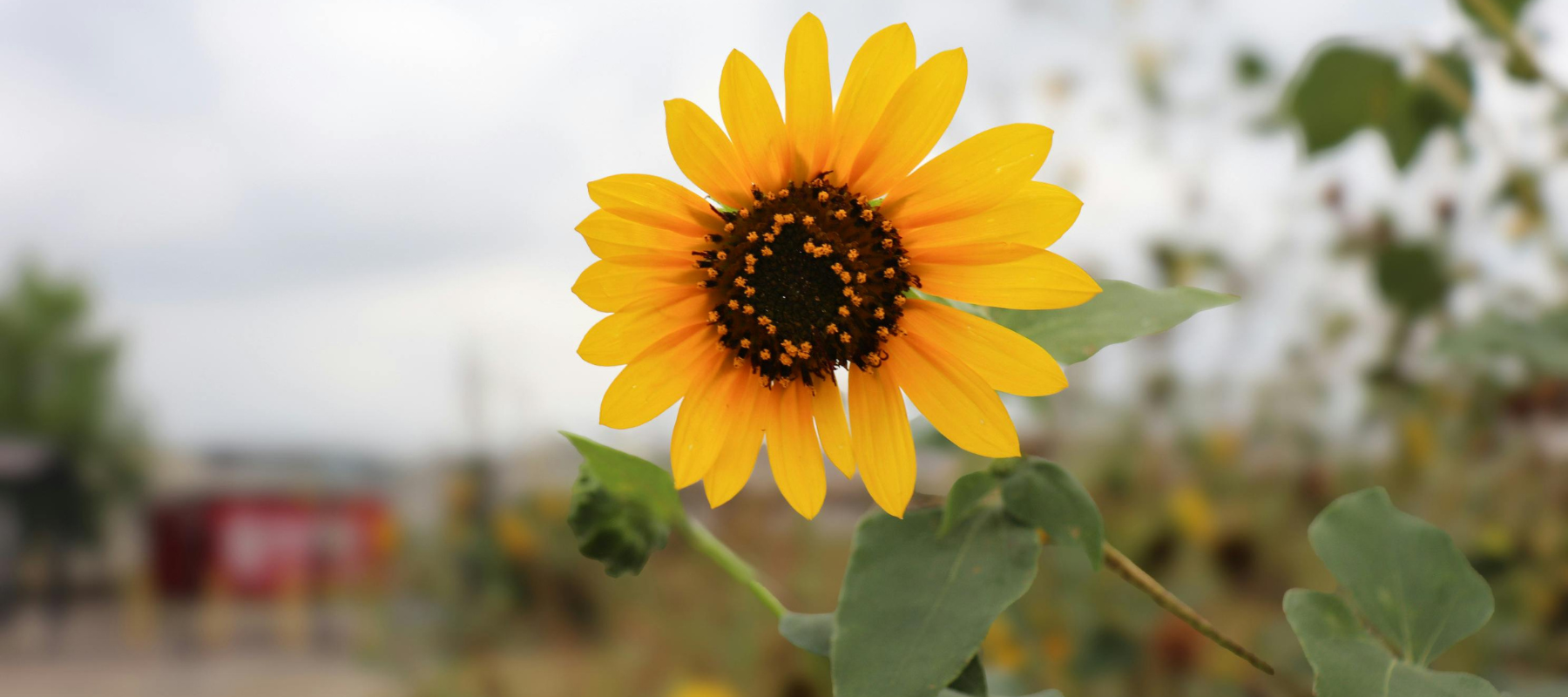 Vibrant sunflower growing in rural Texas fields, representing the local service area of DrainWorks TX.